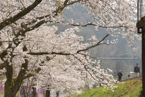 Sakura*memorys①**追憶の桜駅_b0197639_22531658.jpg