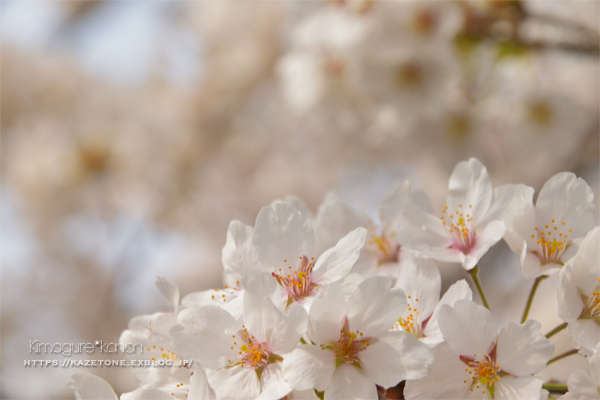 Sakura*memorys①**追憶の桜駅_b0197639_23084001.jpg