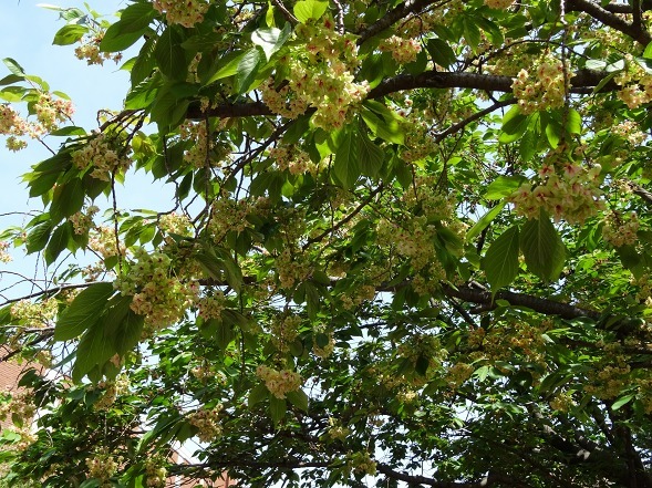 大阪造幣局の「桜の通り抜け」_b0299042_19102825.jpg