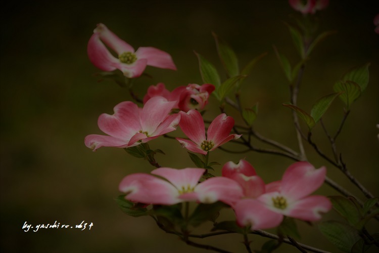 薄紅色 の 俺の心旅 薄紅色 の 俺の心旅