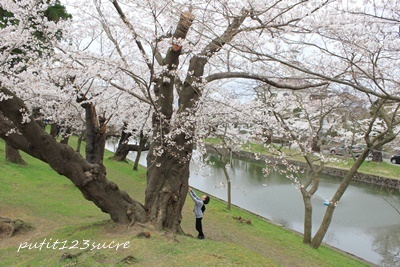 三男誕生日パーティー＆お花見_d0362654_20020949.jpg