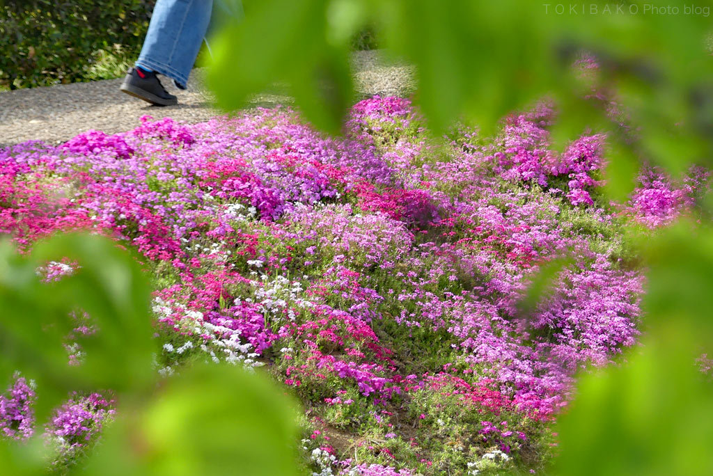 小さな川の小さな芝桜_d0100156_12093514.jpg