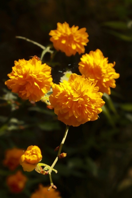 a0248459_14015327.jpg