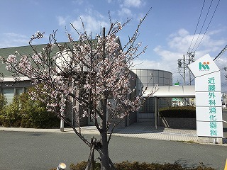 今年の桜です！_b0139563_21302599.jpg