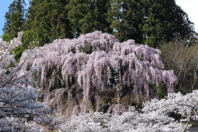 桜を見る！④（福聚寺の桜　2018.4.8）_e0170863_17393673.jpg