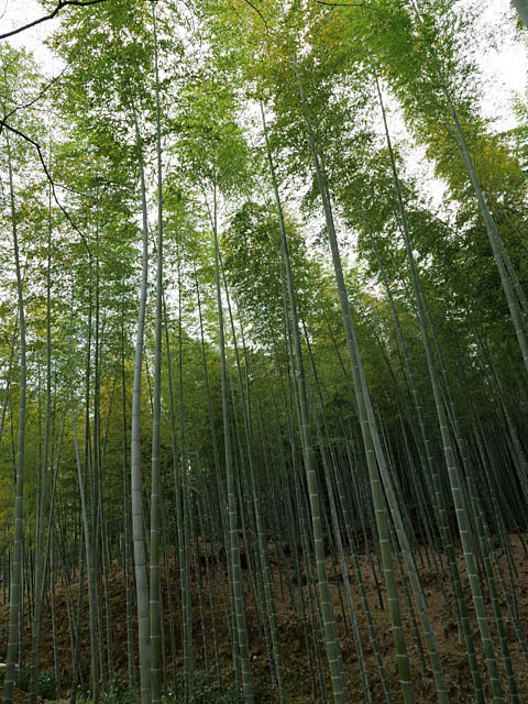 京都旅行その７（嵐山）_f0199866_05335812.jpg