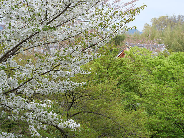 京都旅行その７（嵐山）_f0199866_05343384.jpg