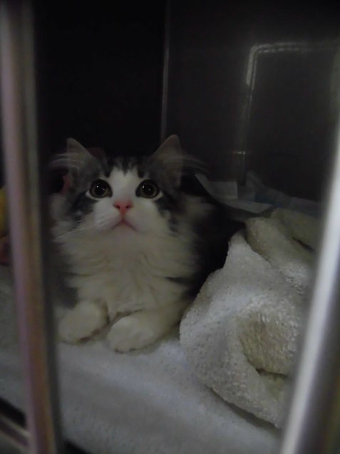 トモちゃんのお泊り_e0367571_20001058.jpg