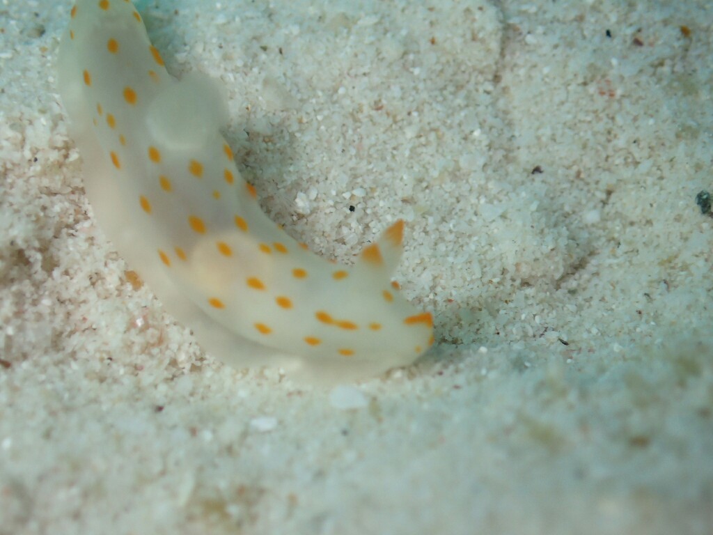 c0039073_21313759.jpg