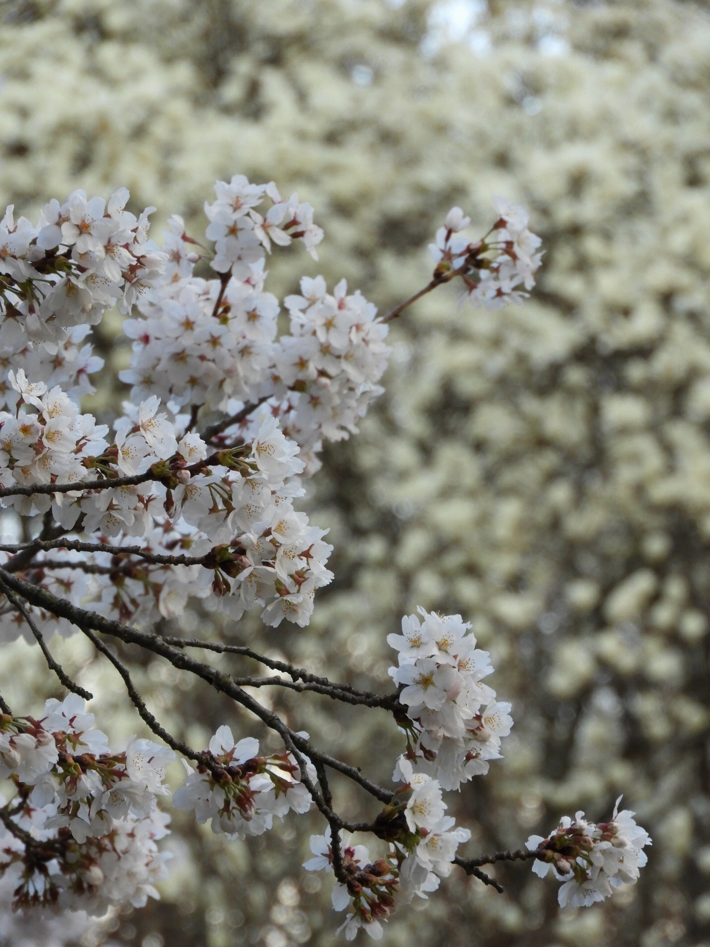 松本そぞろ歩き・2018の桜：アルプス公園_f0049074_00085351.jpg