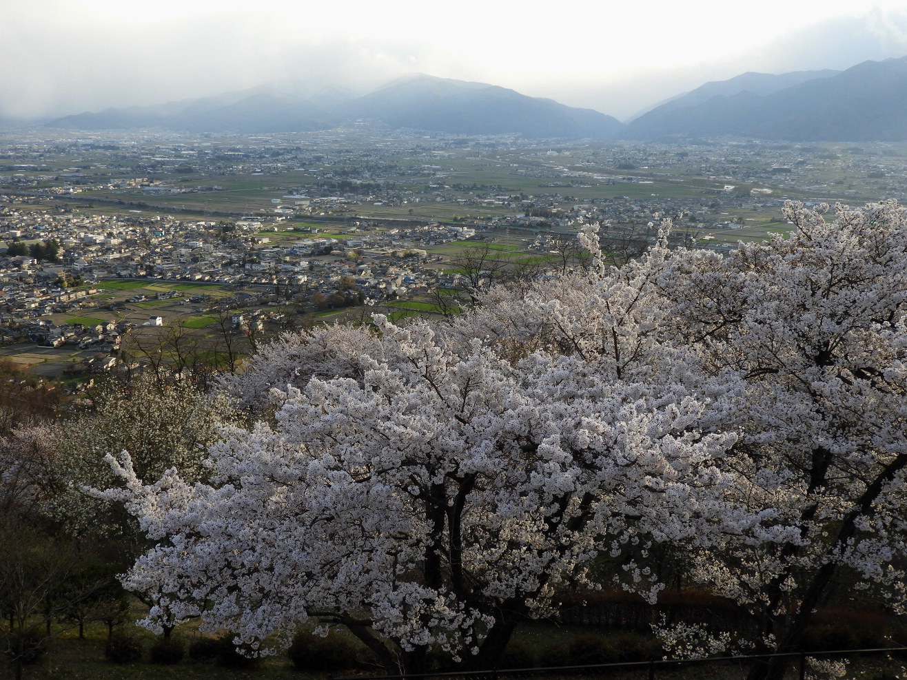 松本そぞろ歩き・2018の桜：アルプス公園_f0049074_00103709.jpg