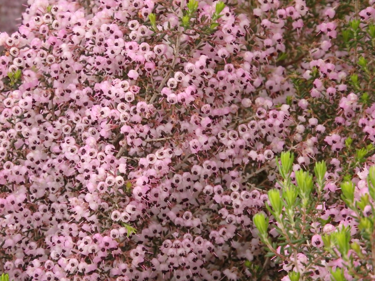 『急ぎ咲く花達　(木曽三川公園センターにて)』_d0054276_19202154.jpg