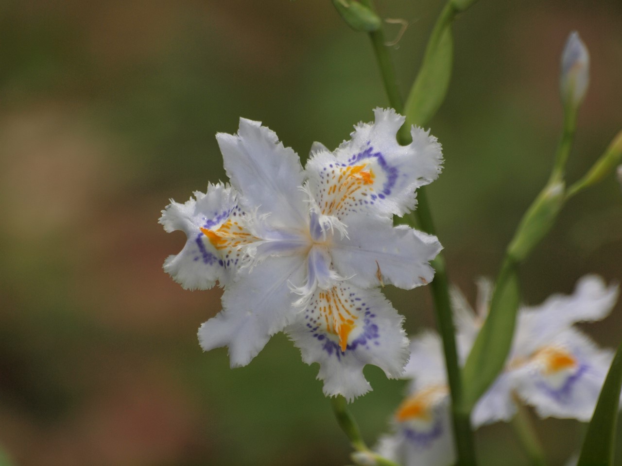 『急ぎ咲く花達　(木曽三川公園センターにて)』_d0054276_19204176.jpg