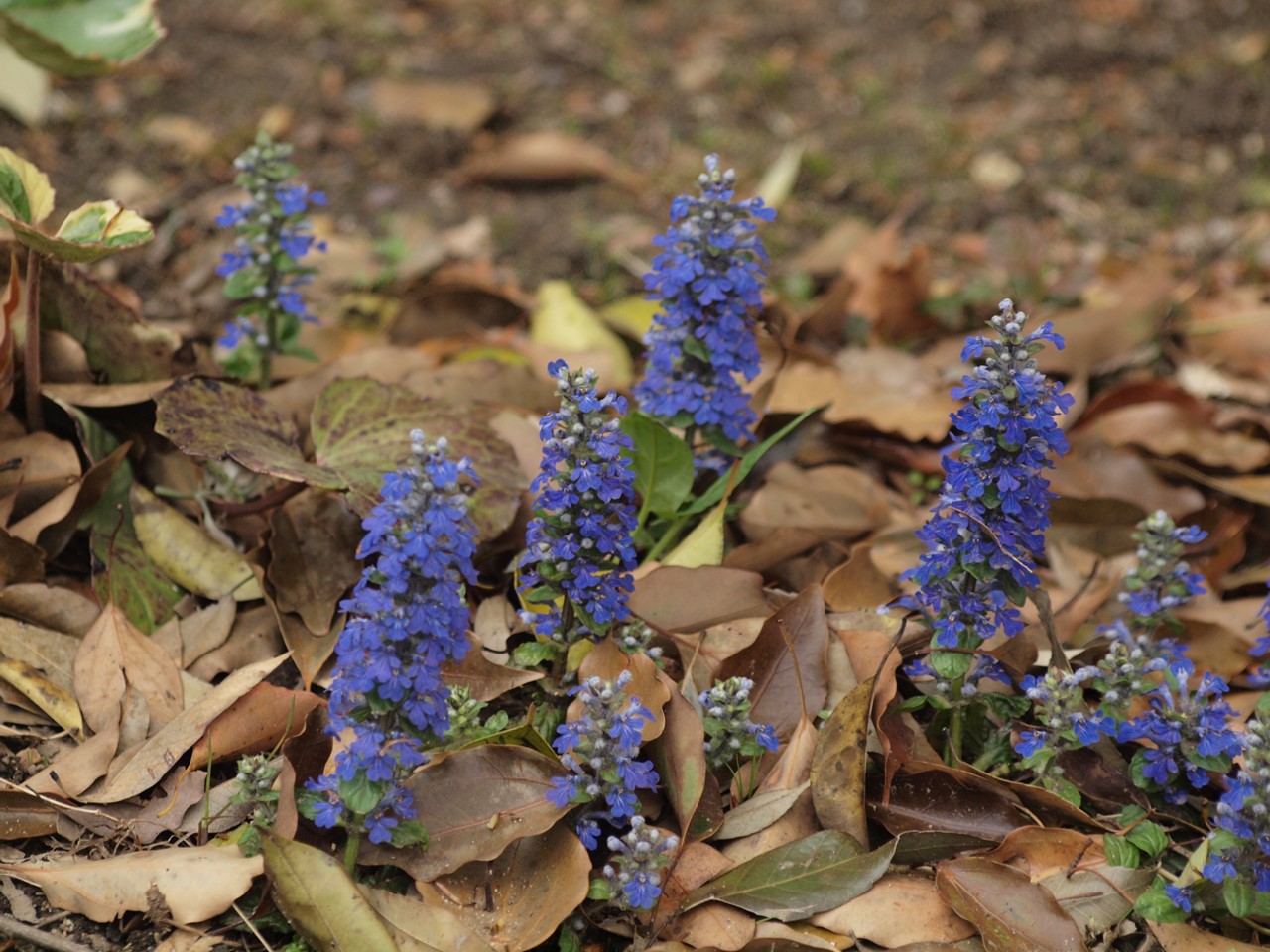 『急ぎ咲く花達　(木曽三川公園センターにて)』_d0054276_1921915.jpg