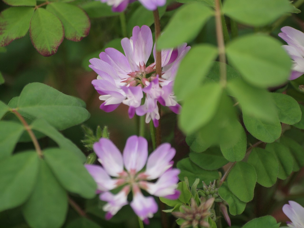 『急ぎ咲く花達　(木曽三川公園センターにて)』_d0054276_19223638.jpg