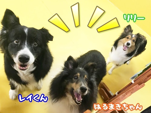 お友達になりました♪_f0357682_16082280.jpg