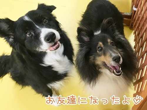 お友達になりました♪_f0357682_16100076.jpg