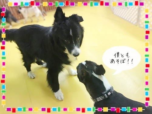 お友達になりました♪_f0357682_16103925.jpg