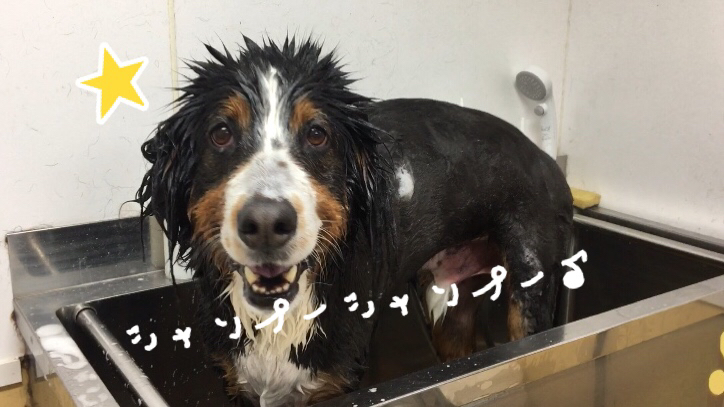 トリミングブログ_f0357682_19141697.jpg