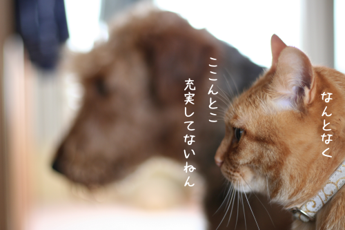 a0216583_21580412.png