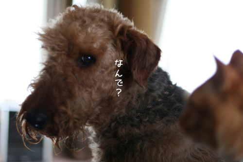 a0216583_21580869.png