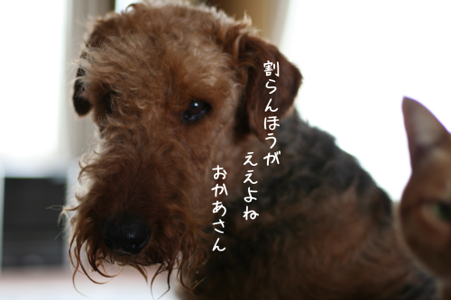 a0216583_21581840.png