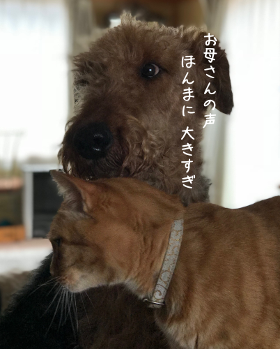 a0216583_21582156.png