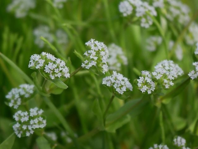 加曾利貝塚の花散歩２（ノヂシャ、ジュウニヒトエ、トキワハゼ、カキドオシ）_d0088184_10384181.jpg