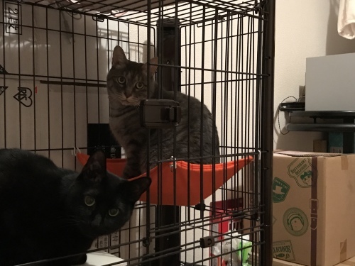 c0340786_09515956.jpeg