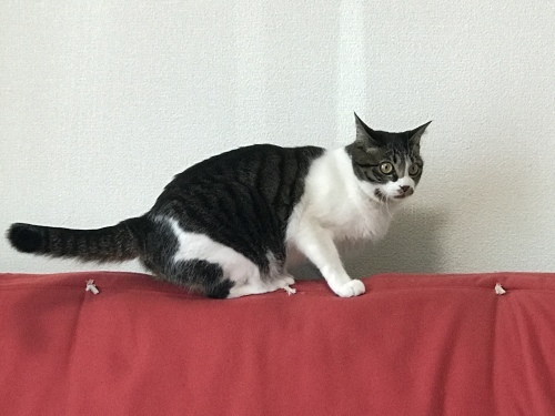 c0340786_10072355.jpeg
