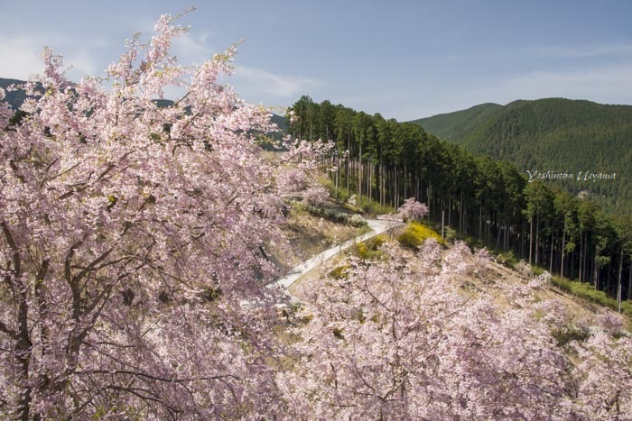 高見の郷しだれ桜_e0092186_18122168.jpg