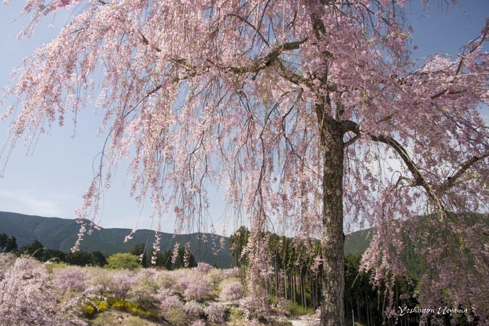 高見の郷しだれ桜_e0092186_18123232.jpg