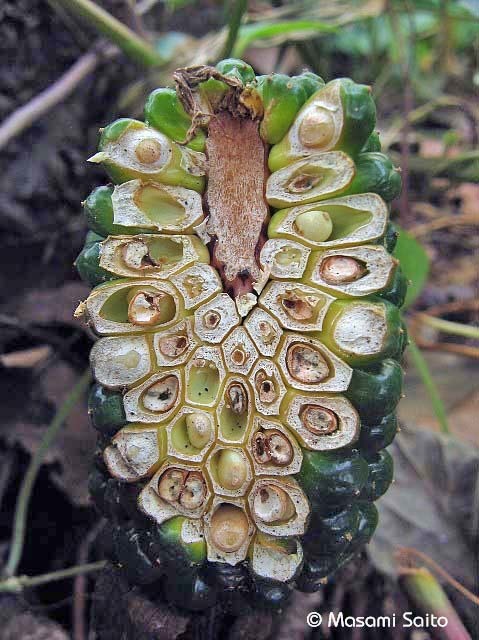 ミニウラシマソウ5.6本 浦島草 苗 山野草 耐寒性多年草 多年草 天南星