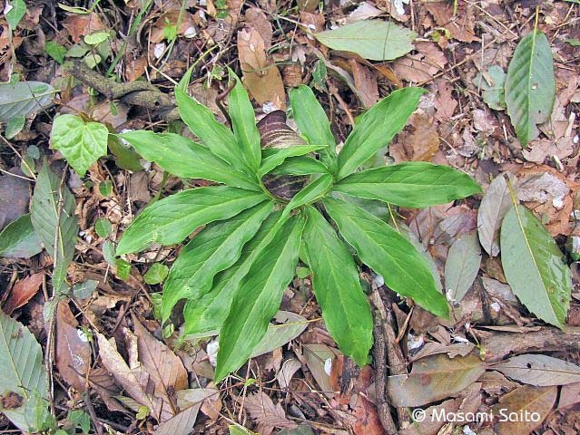 ウラシマソウ 浦島草 草花と自然blog