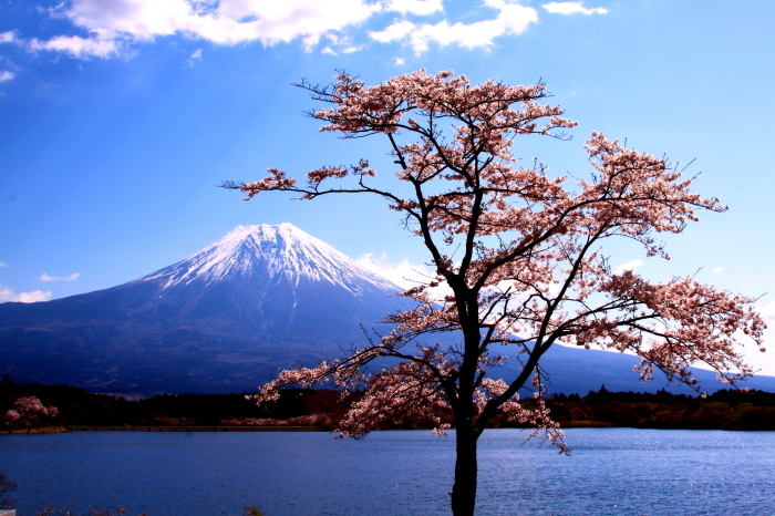 30年4月の富士 9 田貫湖の桜と富士 富士への散歩道 撮影記 30年4月の富士 9 田貫湖の桜と富士 富士への散歩道 撮影記