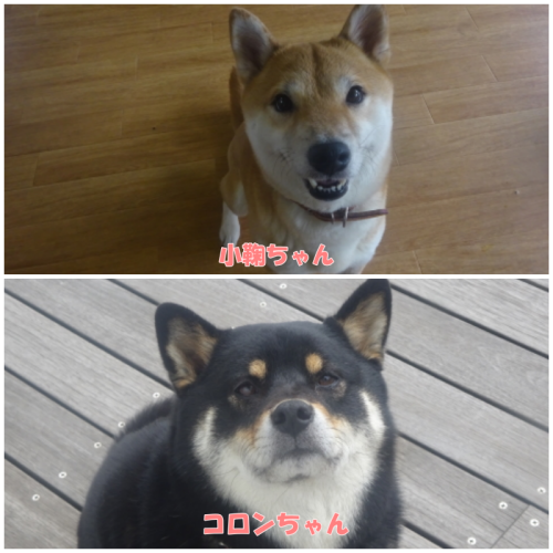 a0338800_13390516.png