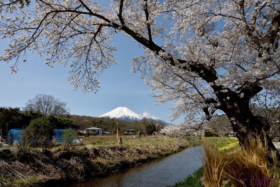富士山と桜　忍野_c0315700_08264338.jpg