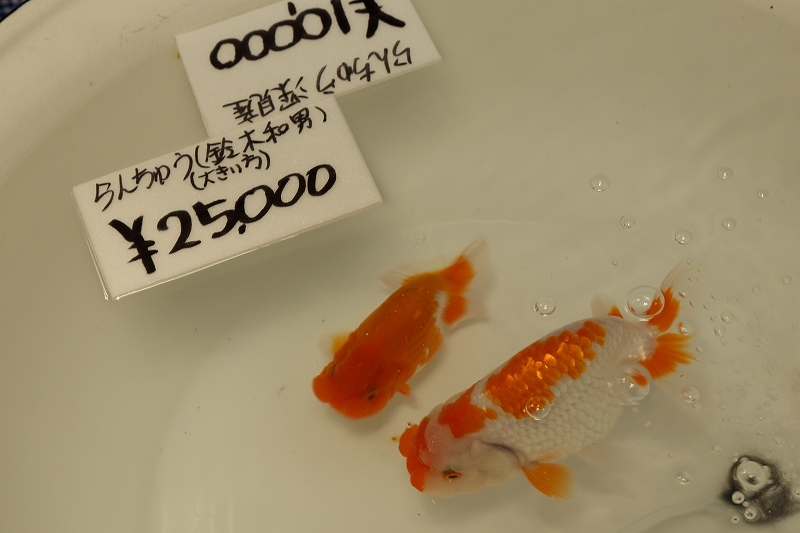 農林水産大臣賞に輝いた 和金 は 体長30cm 紅白の色と つやがよい 旅プラスの日記 農林水産大臣賞に輝いた 和金 は 体長30cm 紅白の色と つやがよい 旅プラスの日記