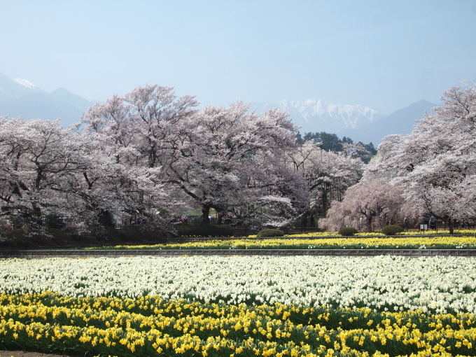 桜と桃と温泉と食い倒れの旅　その１_b0331802_22165286.jpg