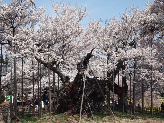 桜と桃と温泉と食い倒れの旅　その１_b0331802_22165390.jpg