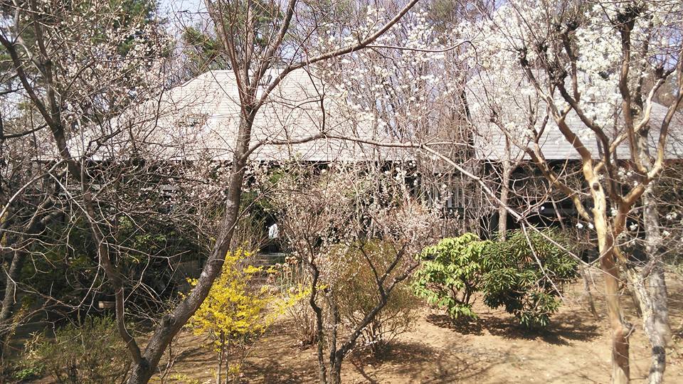 桜と桃と温泉と食い倒れの旅　その１_b0331802_22235861.jpg