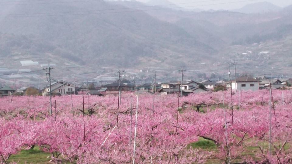 桜と桃と温泉と食い倒れの旅　その１_b0331802_22240547.jpg
