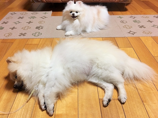 守護天使_d0360206_12235192.jpg