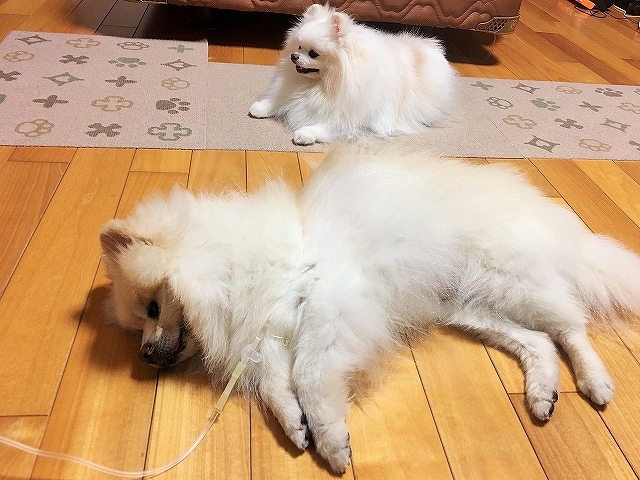 守護天使_d0360206_12235650.jpg