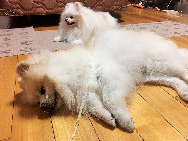 守護天使_d0360206_12240107.jpg