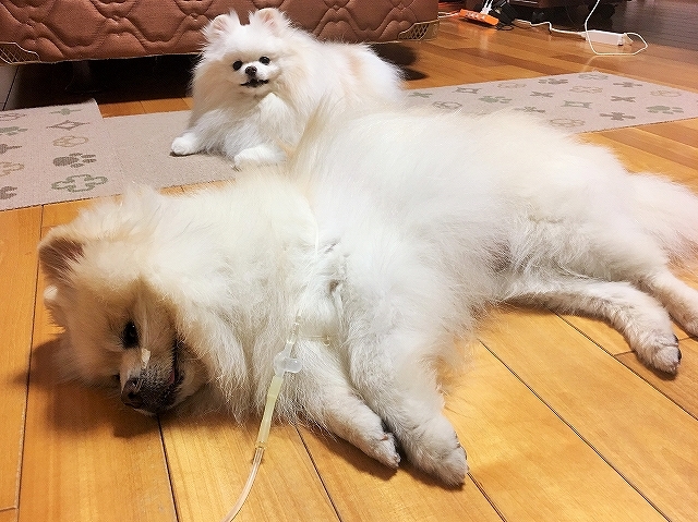 守護天使_d0360206_12240618.jpg