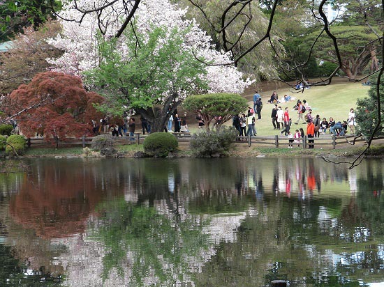 新宿御苑の八重桜も終盤です。_e0255509_215345.jpg