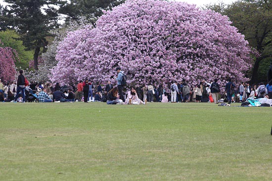 新宿御苑の八重桜も終盤です。_e0255509_2164187.jpg