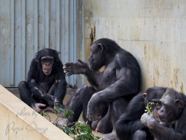 多摩動物公園　２０１８年４月９日_f0321610_08240443.jpg