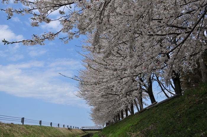 市島邸.桜_a0085712_08375887.jpg